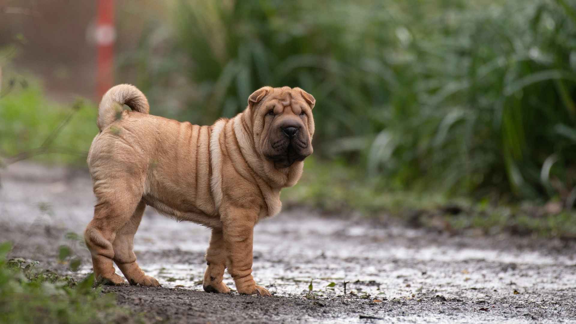 shar pei